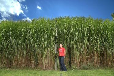 Ο μίσχανθος (Miscanthus giganteus) είναι ένα ταχέως αναπτυσσόμενο πολυετές ενεργειακό είδος που αναπτύσσεται σε