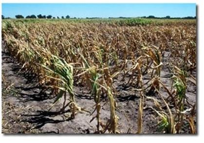 Ακόμη και η ήπια ξηρασία προκαλεί μείωση των αποδόσεων Η ήπια ξηρασία