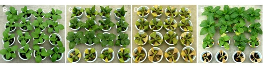 Η αλλαγή ενός και μόνο γονιδίου μπορεί να αυξήσει την ανθεκτικότητα των φυτών στην ξηρασία Ανθεκτικό στην ξηρασία Άγριου τύπου Πλήρης άρδευση 10-ήμερη ξηρασία 20-ήμερη ξηρασία Μετά από άρδευση Yu, H.