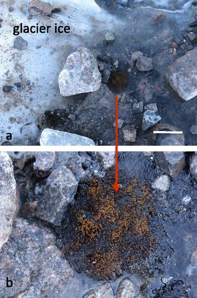 Αντοχή σε ακραίες θερμοκρασίες. Βρυόφυτο επιβιώνει για 400 χρόνια! Behind a retreating glacier, scientists found viable bryophytes that laid dormant under the ice for ~400 years La Farge, C.
