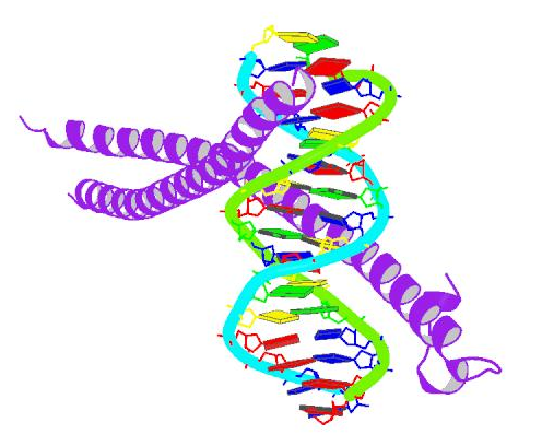 ΒΔ τρισδιάστατων δοµών PDB Protein Data Bank (PDB) Πρωτεΐνες Νουκλεϊκά οξέα Σύµπλοκα των παραπάνω Μέθοδοι X-ray (~59000) NMR (~8500) Κρύο-ηλεκτρονική µικροσκοπία (~300) Οι παραπάνω