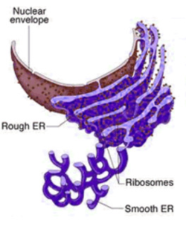 Cell Organelles contains e enzymes that breaks down proteins or other macro-molecules.