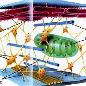 Cytoskeleton Contains micro and micro CELL MEMBRANE regulates what is allowed to enter the cell and
