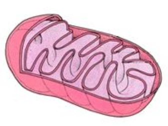 Cell Organelles this is the of the cell.