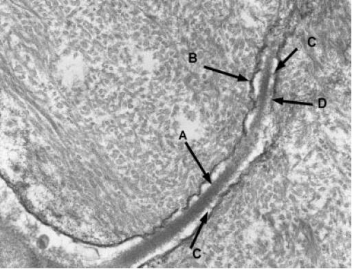 Lacuno-canalicular system Κυτταρικό ςϊμα βρίςκεται ςε βοκρία (lacunae) Δθμιουργοφν εκτεταμζνο δίκτυο επικοινωνίασ με δενδριτικοφ τφπου