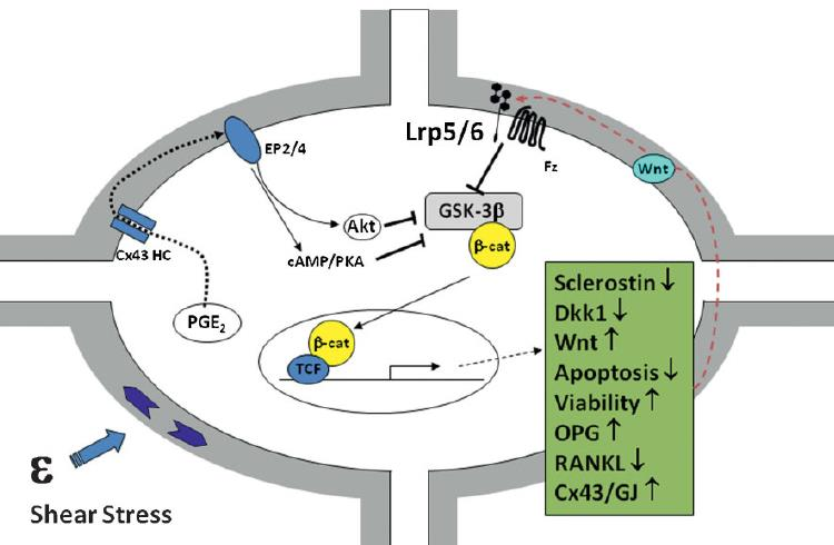 φςτθμα Wnt/β-Catenin PGE2 ενεργοποιεί Wnt ανεξάρτθτα από Lrp5/6 κλθροςτίνθ εκφράηεται ςτα ϊριμα οςτεοκφτταρα,αποτελεί αναςτολζα ςυςτιματοσ Wnt/βcatenin Μπορεί να μεταφερκεί ςτθν επιφάνεια