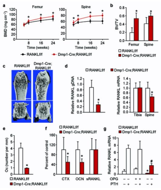 Matrix-embedded cells control osteoclast formation Πειράματα ςε επίμυεσ, όπου αποςιωποφνταν γονίδια ϊςτε να βρεκεί θ κυτταρικι πθγι προζλευςθσ του RANKL Κφρια πθγι προζλευςθσ του RANKL όχι οι