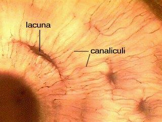 Osteocyte Remodelling of Perilacunar matrix Osteocytic osteolysis. Belanger LF. Calcif Tissue Res. 1969;4:1-12.