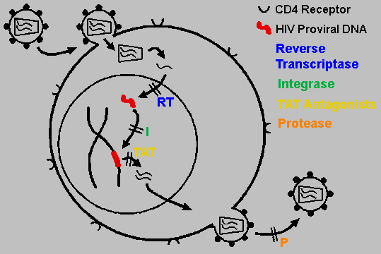 Inhibitor fuzije Enfuvirtid