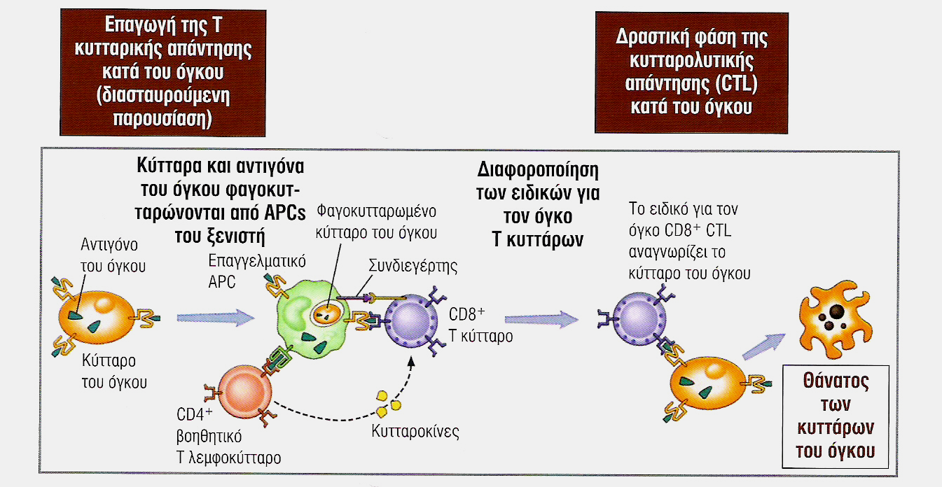 Επαγωγή CD8 + T κυτταρικών αποκρίσεων