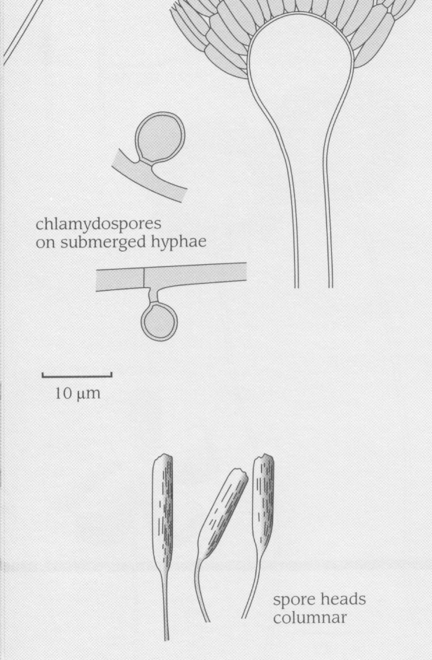 Aspergillus nidulans Aspergillus fumigatus Aspergillus terreus