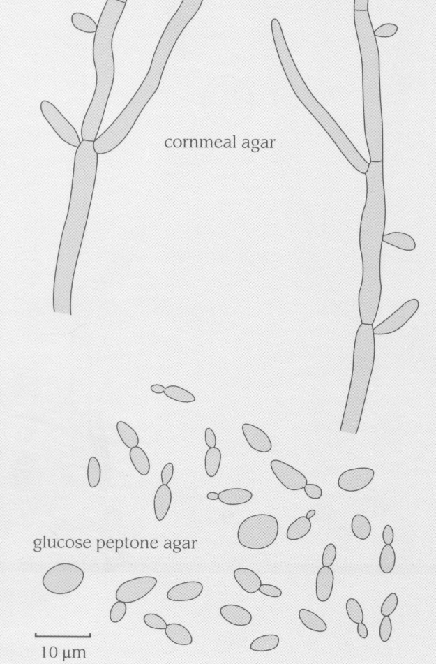 Candida krusei Candida