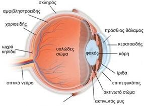 Εικόνα 1 1.1.2 Οφθαλμικός βολβός Ο βολβός του οφθαλμού έχει σφαιρική μορφή με ένα επιπρόσθετο σφαιρικό τμήμα στην πρόσθια περιοχή. Η προσοπίσθια διάμετρος ενός φυσιολογικού οφθαλμού είναι 24mm.