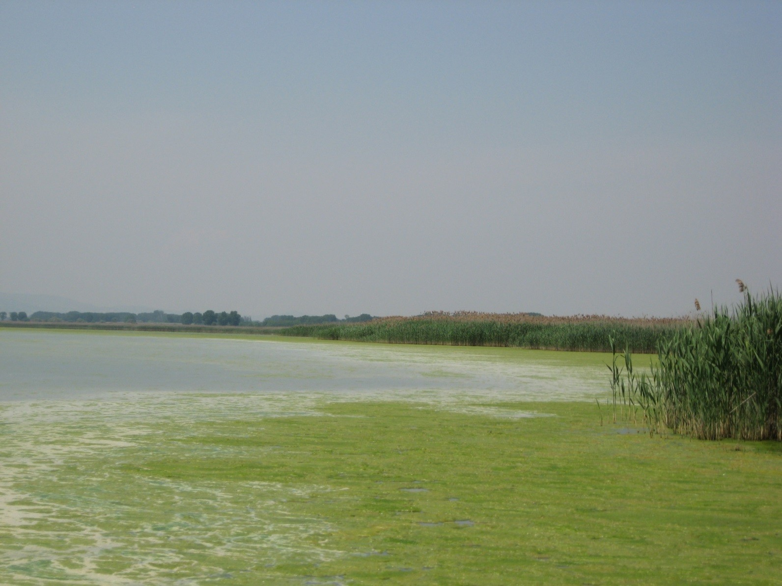 Το παράδειγμα της λίμνης Κορώνειας 2010