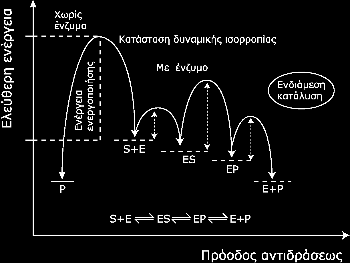 Στοιχεία Ενζυμικής Βιοτεχνολογίας 1/2 Μείωση ενέργειας ενεργοποίησης