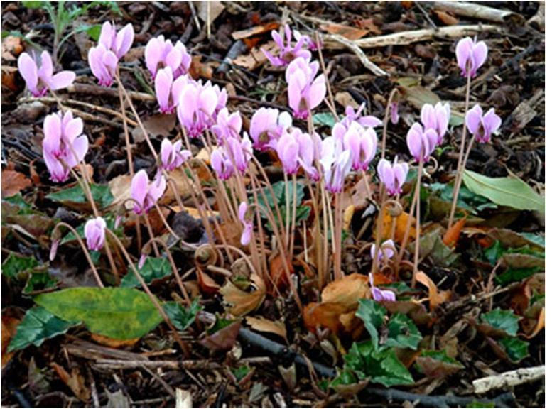 Άγρια Κυκλάμινα Cyclamen hederifolium Είναι αυτοφυές στη χώρα μας.