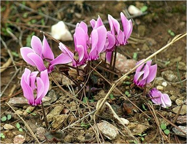 Cyclamen