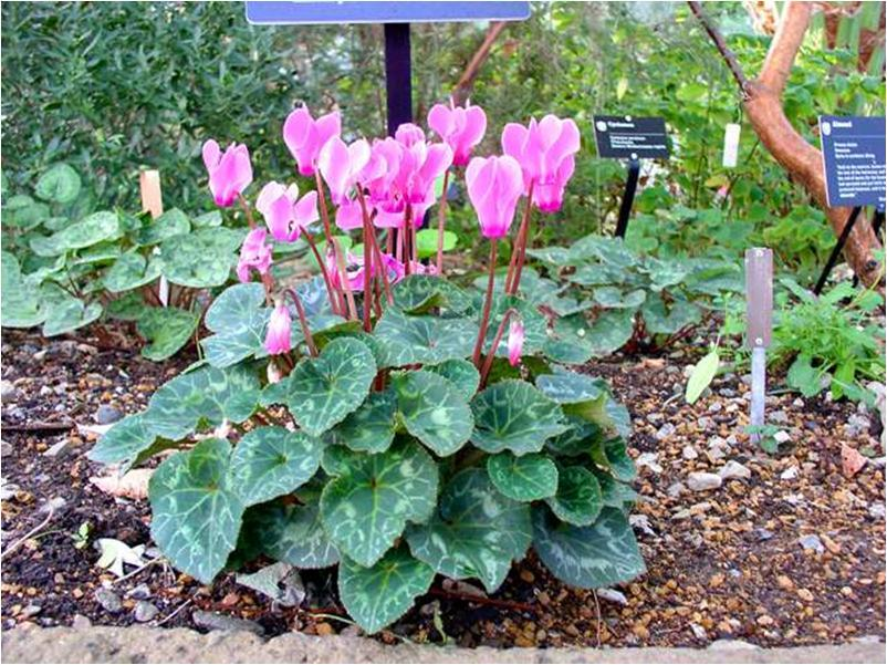 Cyclamen