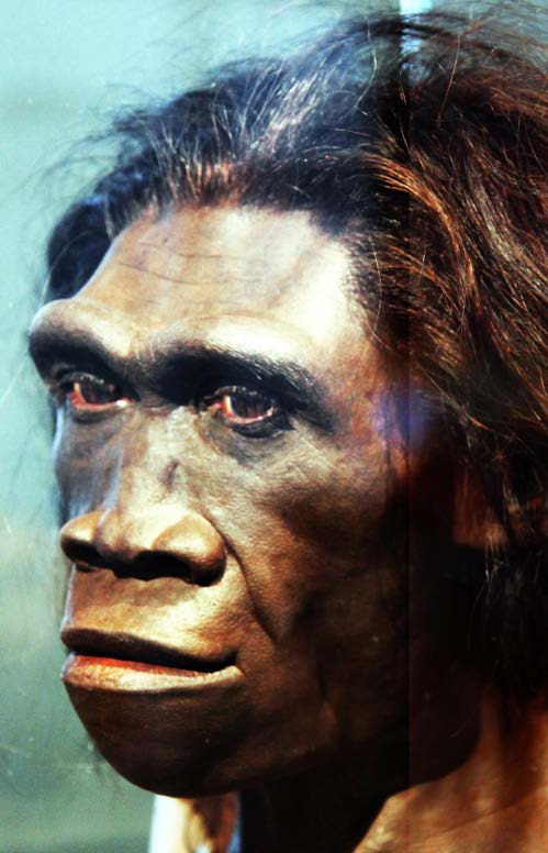 Κατώτερη Παλαιολιθική (2.500.000-100.000 π.χ.) Homo Erectus Όρθιος Άνθρωπος Εμφανίζεται σε Αν.