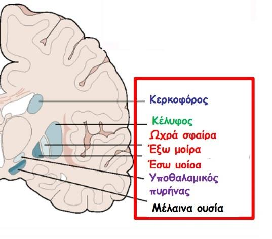 Κεφάλαιο ο: Νόσος του Πάρκινσον και ιδεοψυχαναγκαστική διαταραχή. Βασικά Γάγγλια.