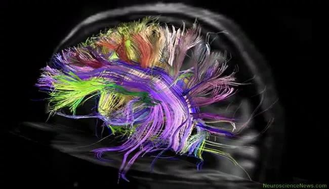 Οι γνωστικές λειτουργίες όπως η αντίληψη, η γλώσσα, η μνήμη, η σκέψη, η συνείδηση και η προσοχή συνδέονται με τα συστήματα του εγκεφάλου.
