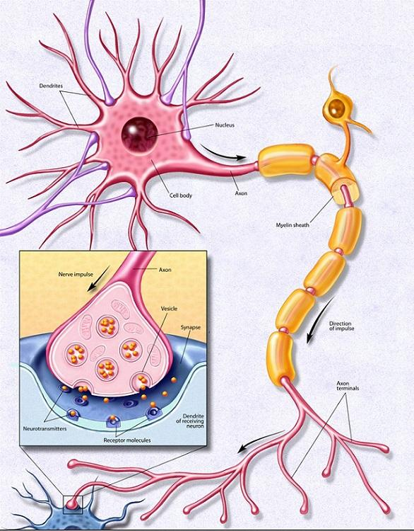 Νευρώνας: στοιχειώδης μονάδα επεξεργασίας στο νευρικό σύστημα Συνάψεις: είναι οι κυρίως πύλες μέσω των οποίων οι νευρώνες επικοινωνούν μεταξύ τους και συνίστανται σε εξειδικευμένες προσυναπτικές
