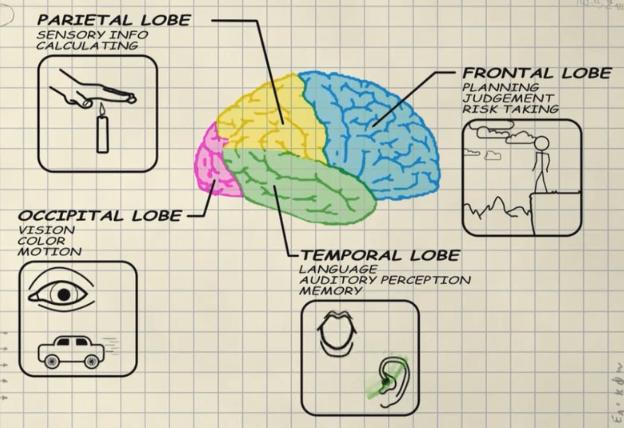 Oι περιοχές του εγκεφάλου είναι εξειδικευμένες για διαφορετικές λειτουργίες Οι νοητικές