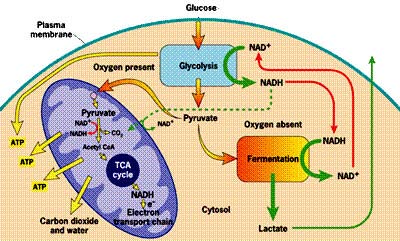 Δραστηριότητα της Cytochrome oxydase (COX) μετά από έντονη διαλειμματική ή συνεχόμενη προπόνηση Διάρκεια