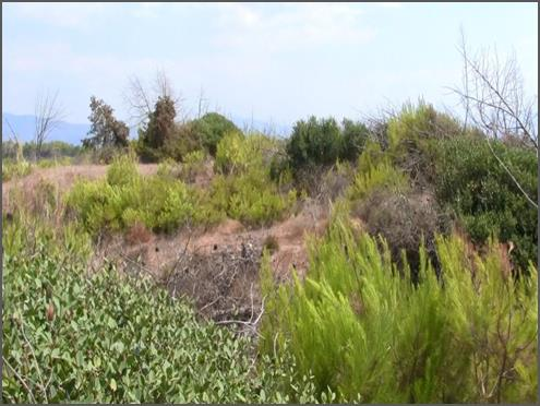 διάβρωση είναι έντονη, η θίνα έχει αποσταθεροποιηθεί και υπάρχουν blowouts που συνεχώς μεγαλώνουν.