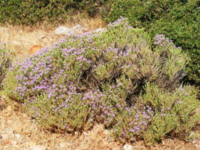 Είδος, Κοινό Όνομα, Διεθνές Εμπορικό Όνομα Coridothymus capitatus ή Thymus capitatus Θυμάρι Spanish oregano Satureja thymbra Θρούμπι, θρύμπα, αγριορίγανη Origanum onites Νησιώτικη ρίγανη Turkish