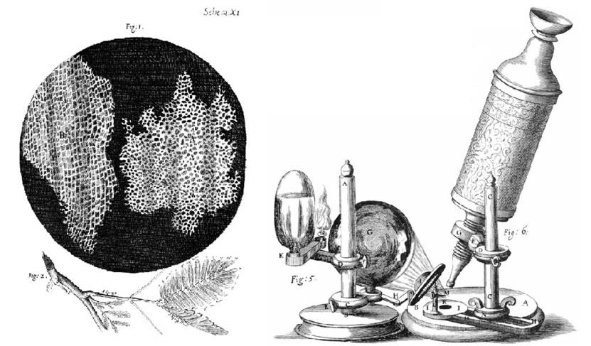Εικόνα 1.3. Μικροσκόπιο του Van Leeuwenhoek. Εικόνα 1.4. O Robert Hooke (1635-1703) ήταν ένας Εγγλέζος φυσιοδίφης και αρχιτέκτονας. Δεξιά, κύτταρα από φελλό μεγεθυσμένα από το μικροσκόπιο του Hooke.