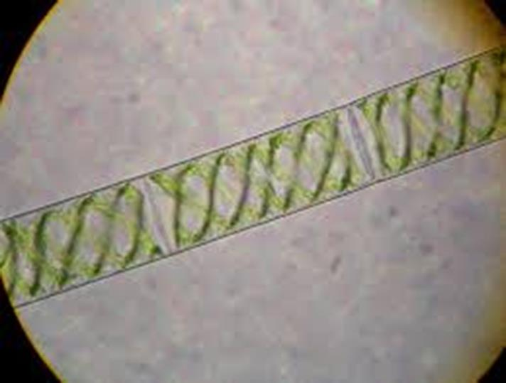 Εικόνα 2.1. Η Spirogyra είναι ένα νηματώδες πράσινο φύκος. Η Spirogyra οφείλει το όνομά της στην ελικοειδή ή σπειροειδή διάταξη των χλωροπλαστών διαγνωστικό χαρακτηριστικό του γένους.