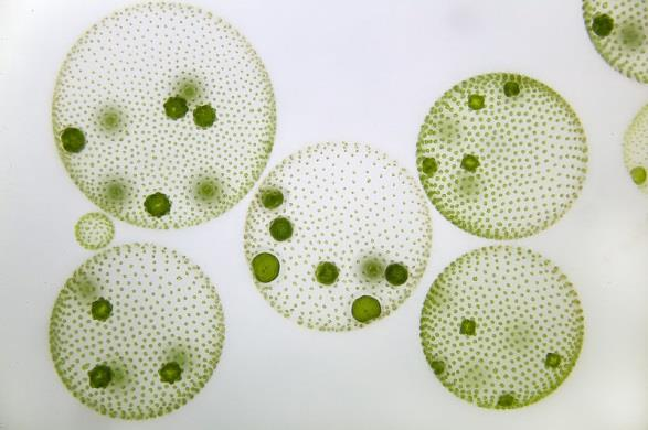 Εικόνα 2.2. Τα φύκη είναι Πρώτιστα με χαρακτηριστικά φυτών. Ο Volvox aureus είναι μια αποικία πράσινων φυκών (Chlorophyta). Κάθε τελεία είναι ένα κύτταρο με δύο μαστίγια.