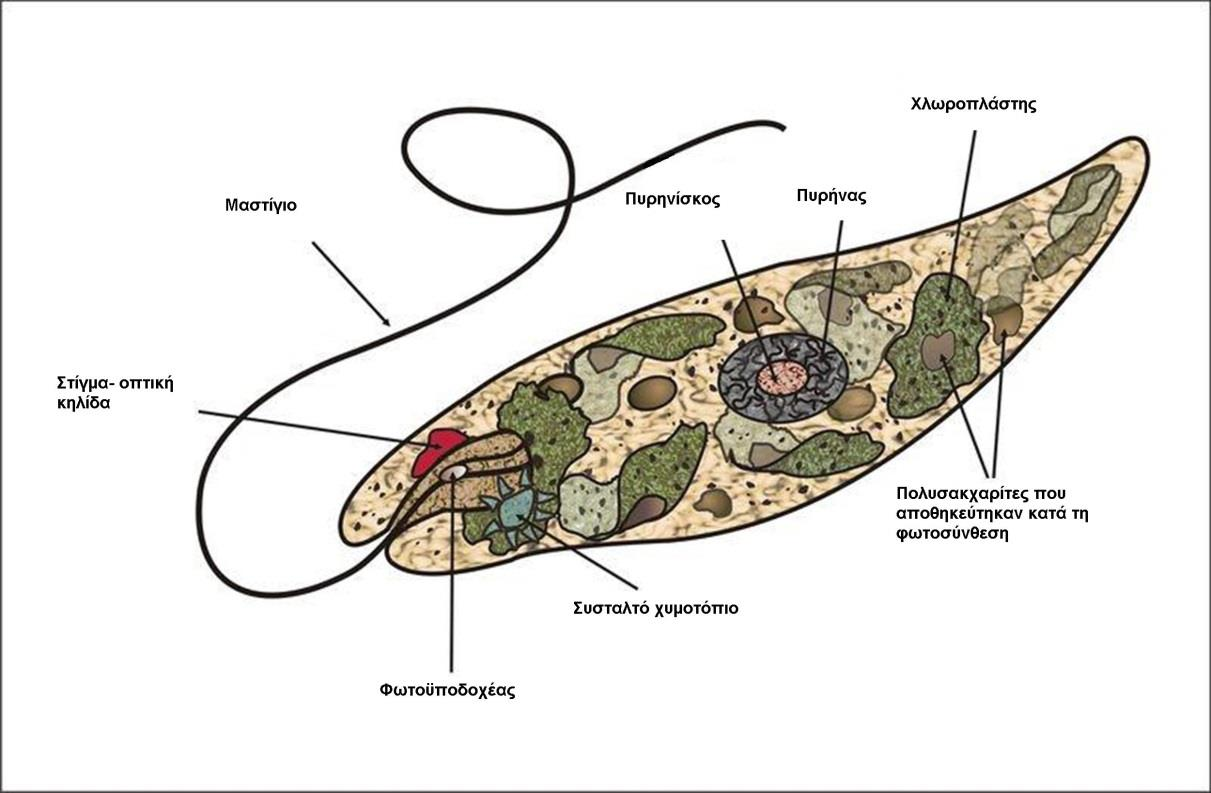 τμήμα του κυττάρου. Στην Euglena, το ένα μαστίγιο είναι πολύ κοντό και δεν προεξέχει από το κύτταρο, ενώ το άλλο είναι σχετικά μακρύ και ορατό στο οπτικό μικροσκόπιο.