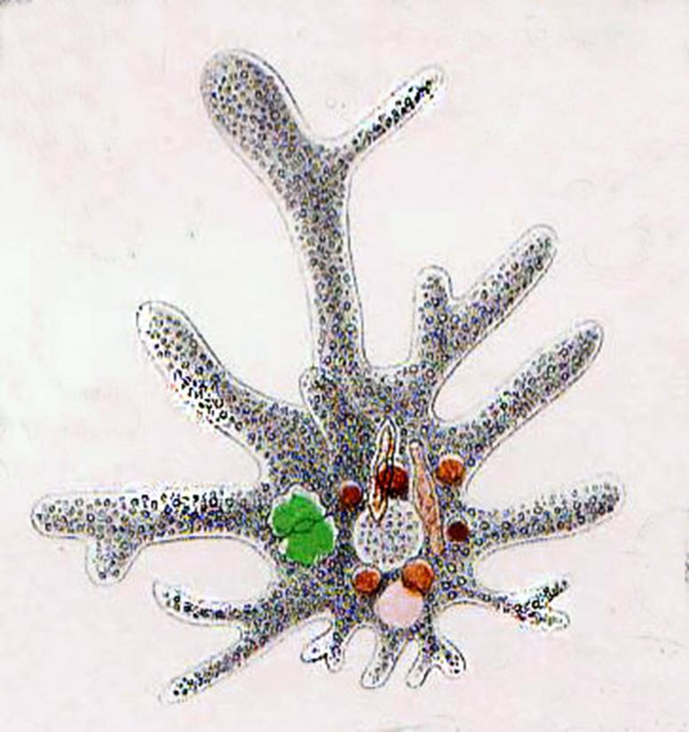 Εικόνα 2.9. Aμοιβάδα. Εικόνα 2.10. Amoeba proteus. H Arcella ανήκει στις αμοιβάδες Arcellinida. Τις βρίσκουμε συνήθως στα στάσιμα νερά και σπάνια στο έδαφος.