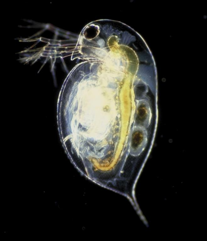 Εικόνα 4.1. Ο βιολογικός κύκλος του κλαδοκεραιωτού Daphnia. Ταξινομικά ανήκουν στην οικογένεια των κλαδοκεραιωτών (Cladocerans).