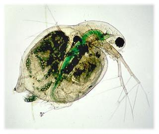 Εικόνα 4.3. Daphnia pulex (της οποίας το έντερο είναι γεμάτο φύκη). H Daphnia τρέφεται με βακτήρια, οργανικά απόβλητα και μικρά φύκη.