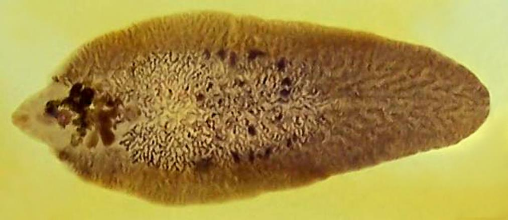 Εικόνα 5.8. Βιολογικός κύκλος του Echinococcus granulosus. 5.1.2.2. Ομοταξία: Τρηματώδεις (Trematoda) Οι τρηματώδεις σκώληκες έχουν σχήμα πλατύ σαν φύλλο και μέγεθος 1-3 cm.