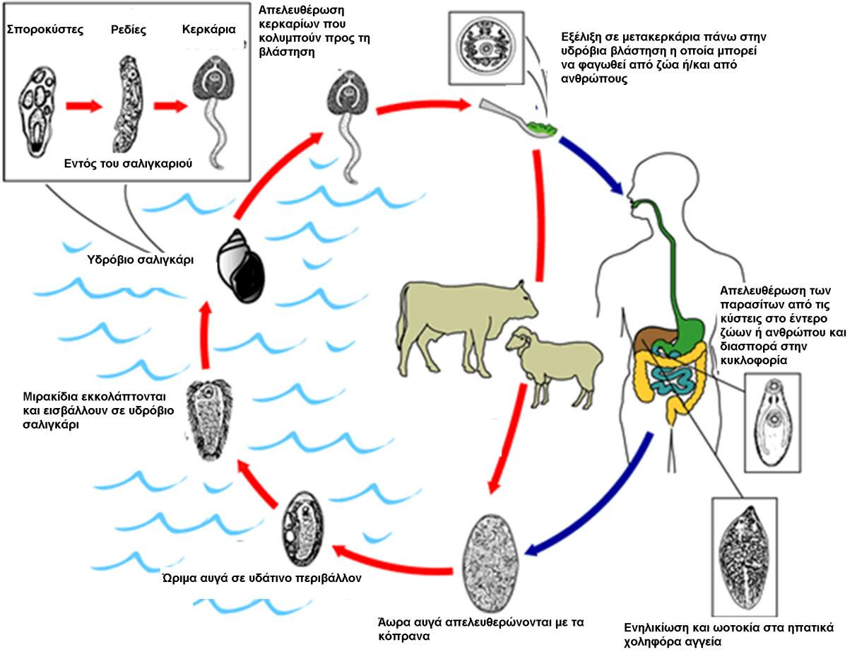 Εικόνα 5.10. Βιολογικός κύκλος του Fasciola hepatica. Ο κύκλος της ζωής του παράσιτου αρχίζει με το ωό, το οποίο κατά την ωοτοκία δεν φέρει έμβρυο στο εσωτερικό του (είναι άωρο).