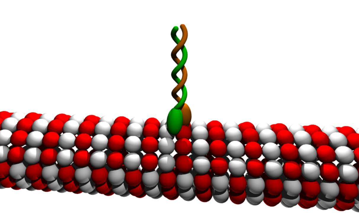 Εικόνα 9.12. Πολυμερισμένη τουμπουλίνη. Είναι μια διμερής πρωτεΐνη που αποτελείται από μία α και μία β υπομονάδα. Στην κορυφή δεσμευμένο είναι ένα μόριο κινεσίνης. 9.2.2. Πειραματική διαδικασία στο φυτικό κύτταρο 9.