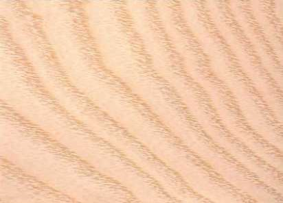 TULIPWOOD
