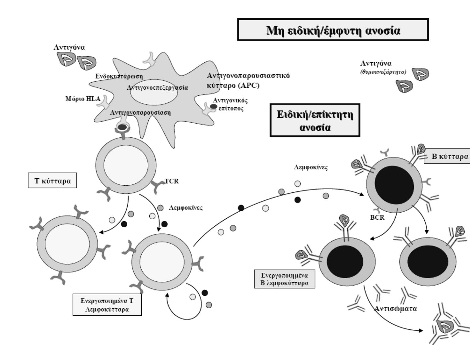 Αντιγόνα Αντιγόνα θυμοανεξάρτητα Κυτταροκίνες Β λεμφοκύτταρα Τ λεμφοκύτταρα Ενεργοποιημένα Τ λεμφοκύτταρα Ενεργοποιημένα Β λεμφοκύτταρα Εικόνα 7.