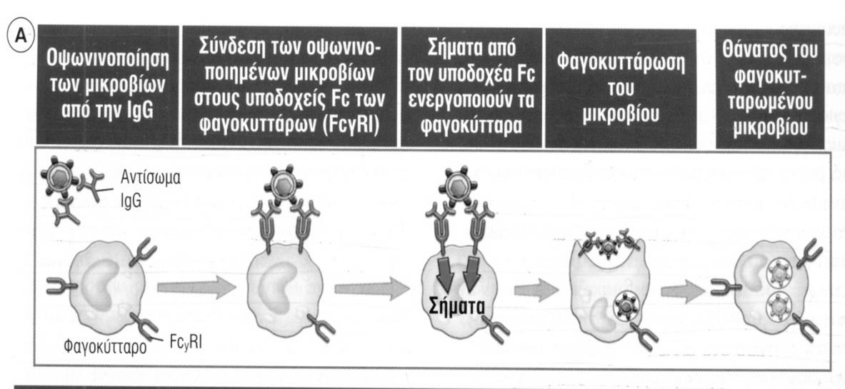 στους FcγRI περιέχει μια σηματοδοτική αλυσίδα η οποία πυροδοτεί πολυάριθμες βιοχημικές οδούς μέσα στα φαγοκύτταρα [103]. Εικόνα 11. Οψωνισμός και φαγοκυττάρωση των μικροοργανισμών. Α.