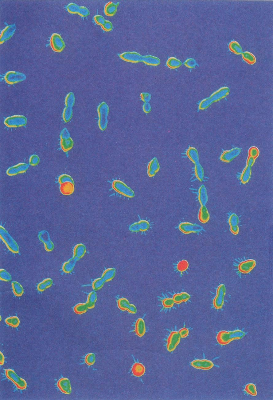 Το γενετικό υλικό Kεφάλαιο 1 Πνευμονιόκοκκοι (Diplococcus