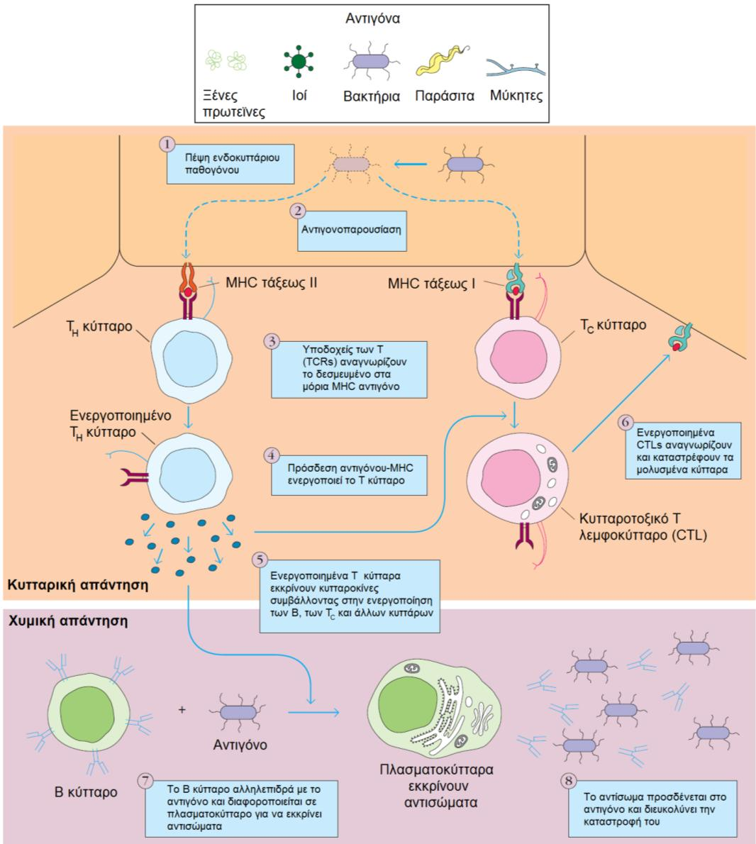 Εικόνα 2. Σύνοψη της κυτταρικής και χυμικής άνοσης απάντησης. (Τροποποιημένη από Goldsby RA, Immunology, 6th Ed, W H Freeman & Co) Figure 2.