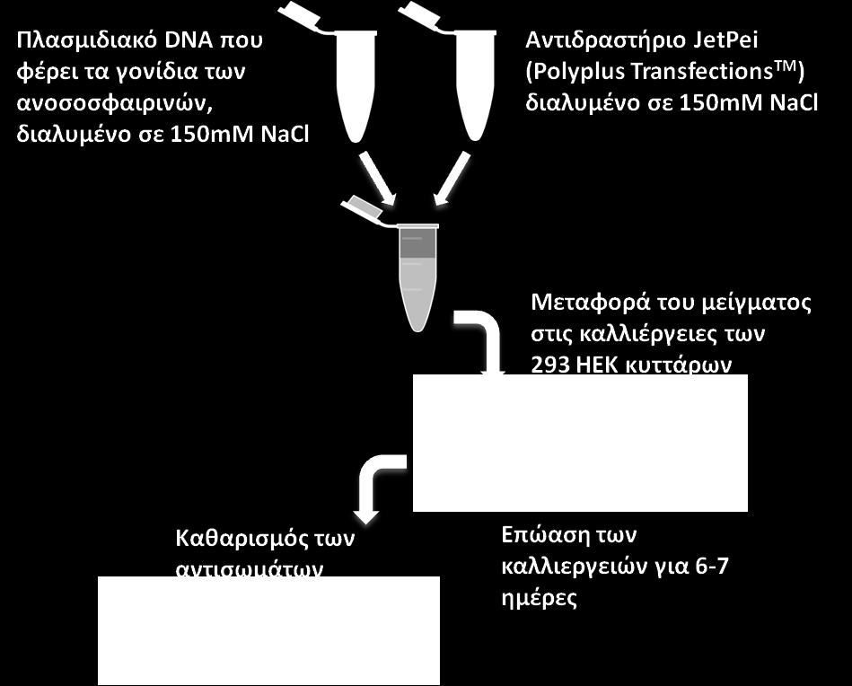 Εικόνα 16. Παροδικές διαμολύνσεις HEK 293 κυττάρων Figure 16. Transient transfections of HEK 293 cells 2.6.4.