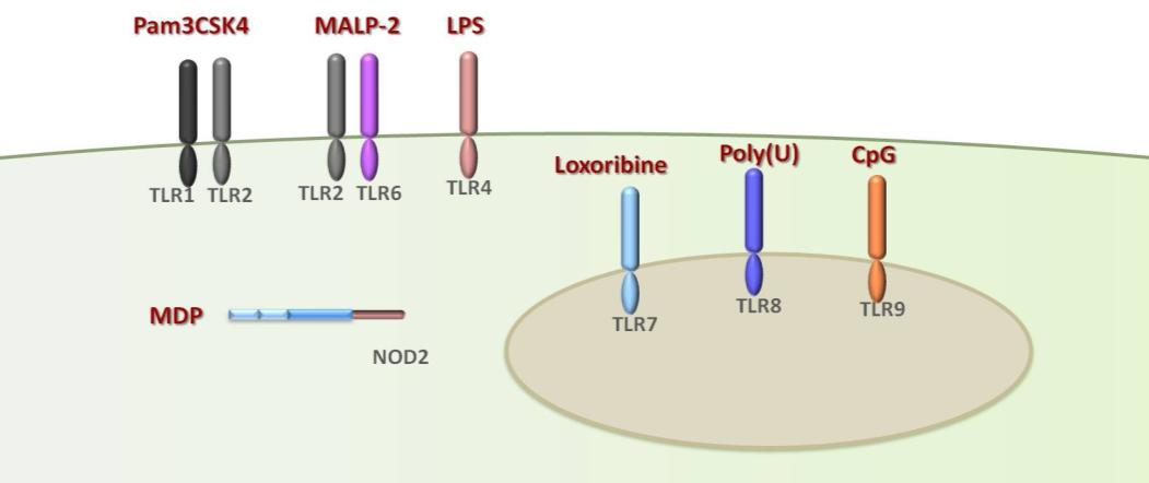 MALP2 (Mycoplasmal Macrophage-activating Lipopeptide-2) - προσδέτης του ετεροδιμερούς των υποδοχέων TLR2/6.