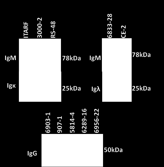 1.2.3. Western-blot Πρωτεϊνικά κυτταρικά εκχυλίσματα επιβεβαιωμένων υβριδωμάτων ελέγχθηκαν επιπλέον με ανάλυση Western blot.