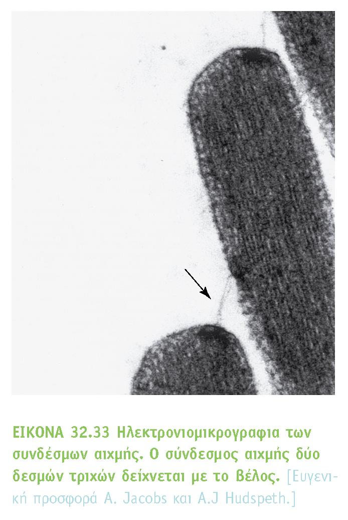 BIOXHMEIA, TOMOΣ II ΠANEΠIΣTHMIAKEΣ EKΔOΣEIΣ KPHTHΣ Γειτονικοί στερεοκροσσοί συνδέονται μεταξύ τους με διάκριτα νημάτια σύνδεσμοι αιχμής μετατόπιση μιας δέσμης τριχών κατά 3 Å (0,3 nm)