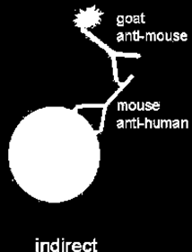 Техники на боење Директна имунофлуоросценција антиген на препаратот антитело со врзана флуоресцентна